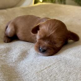 Archie - Ruby male Cavalier King Charles Spaniel puppy in Mount Dora, Fl, Florida from Breezy Palms Cavaliers