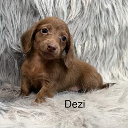 Dezi - Chocolate male Dachshund puppy in Cabool, Missouri from Dachshund's of Country Magic Farms in Missouri