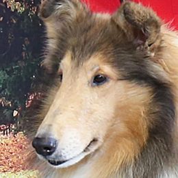 Collies and Shetland Sheepdogs from Hillcrest Collies