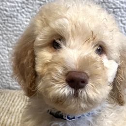 Dark Blue boy - Cream Goldendoodle puppy in Thomasville, North Carolina from North Carolina Doodles- Thomasville