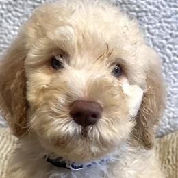 Dark Blue boy - Cream Goldendoodle puppy in Thomasville, North Carolina from North Carolina Doodles- Thomasville