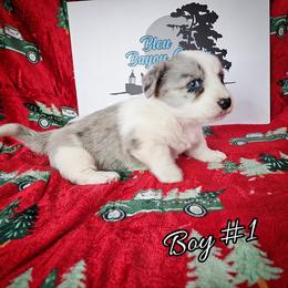 Boy 1 - Blue merle and white male Cardigan Welsh Corgi puppy in Natchitoches. La, Louisiana from Bleu Bayou Corgis