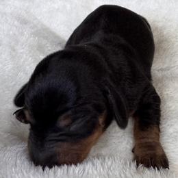 Daphne - Black and tan female Dachshund puppy in Wallingford, Kentucky from Hensley Homestead Dachshunds