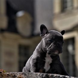 Girl 1 - French Bulldog puppy in Texas from By Billy LaVie en Rose