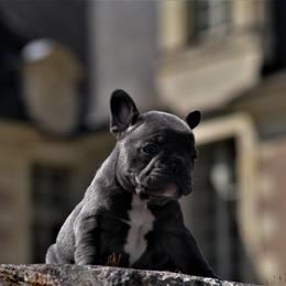 Girl 1 - French Bulldog puppy in Texas from By Billy LaVie en Rose