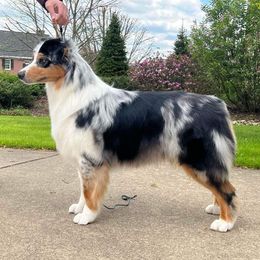 Australian Shepherd Puppies from Grand Ridge Australian Shepherds