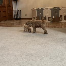 Poodle Puppies from ItalianToyPoodles