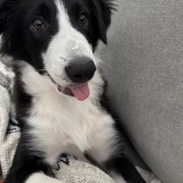 American Corgi and Border Collie Puppies from Duncan's Border Collies and Corgis