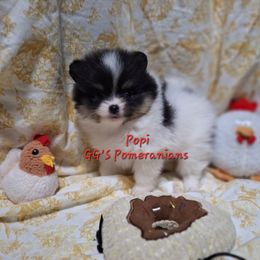 Hazel - Black parti female Pomeranian puppy in Oologah, Oklahoma from GG's Pomeranians