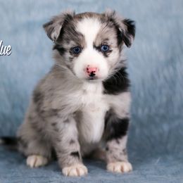 Australian Shepherd, Miniature American Shepherd, Miniature Australian Shepherd, and Toy Australian Shepherd Puppies from Painted Blue Aussies