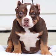 Gabbana - Shorty Bull puppy in Burlington, North Carolina from Exquisite Star Kennel