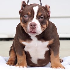 Gabbana - Shorty Bull puppy in Burlington, North Carolina from Exquisite Star Kennel
