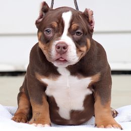 Gabbana - Shorty Bull puppy in Burlington, North Carolina from Exquisite Star Kennel