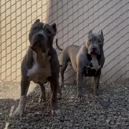 American Bully Puppies from M&M XL Bully Kennel