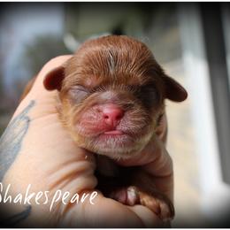Shakespeare - Red male Shih Tzu puppy in Warren, Michigan from Devil Dogs Shih Tzu's