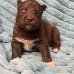 Vermont - Red and white male Siberian Husky puppy in London, Ohio from Rose Trail Siberian’s