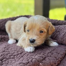 Lemonade - Apricot female Goldendoodle puppy in Wharton, Texas from Little Fur Friends