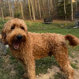 Dani - Goldendoodle