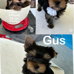 Yorkshire Terrier Puppies from Yorkie Paw