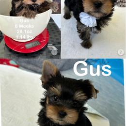 Yorkshire Terrier Puppies from Yorkie Paw