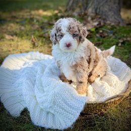 Saffron - Chocolate merle female Bernedoodle puppy in Bremen, Indiana from Farmland Doodles