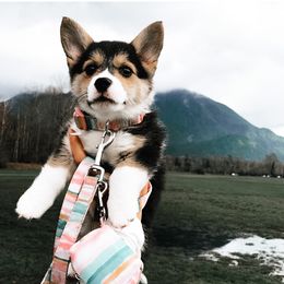 American Corgi Puppies from R and b corgis and farm