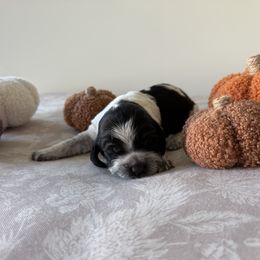 Ivy - Black and white female English Springer Spaniel puppy in Saratoga Springs, New York from Saratoga Springers NY