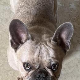 French Bulldogs from AC/DC French Bulldogs of Hampton Roads