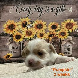 Pumpkin - Parti female Yorkshire Terrier puppy in Forest, Virginia from Majestic Touch Kennels and Pet Services