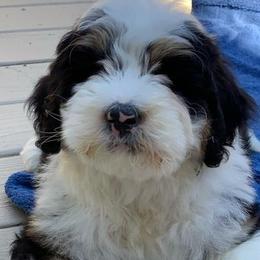 Bernedoodles from Golden Coast Bernedoodles