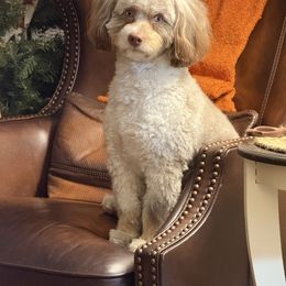 Finn - Bernedoodle