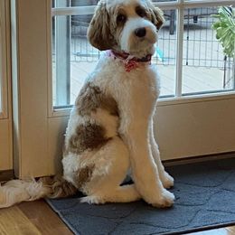 Assorted Doodle Crosses, Australian Labradoodle, Goldendoodle, and Newfoundland Puppies from Twin Sisters Doodles