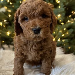Blue male - Goldendoodle puppy from Tails and Trails Doodles