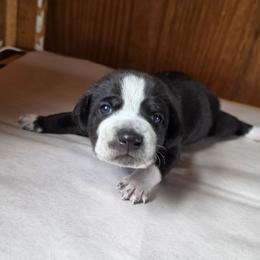 Ringo - Brindle male Mountain Cur puppy in Moundsville, West Virginia from Mountaineer Mountain Curs