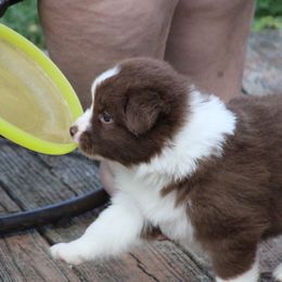 Australian Shepherd Puppies from Starlit Grove Australian Shepherds
