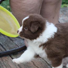 Australian Shepherd Puppies from Starlit Grove Australian Shepherds