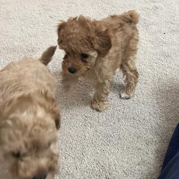 Poodle Puppies from ItalianToyPoodles