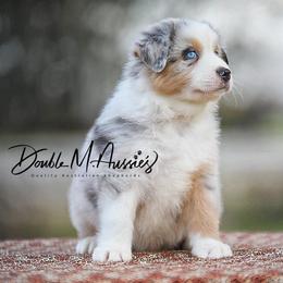 Haze - Blue merle male Australian Shepherd puppy in Olivehurst, California from Double M Aussies