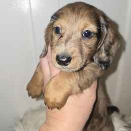 Kraut - Dapple male Dachshund puppy in Riverdale, Utah from Behive Doxies