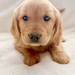Companion Cross Puppies from Happy Tails Mini Goldens