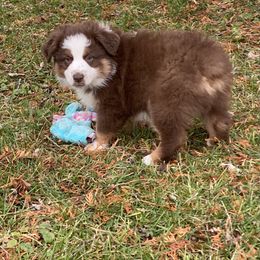 Australian Shepherd and Miniature Australian Shepherd Puppies from Tapestry Australian Shepherds