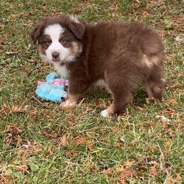 Australian Shepherd and Miniature Australian Shepherd Puppies from Tapestry Australian Shepherds
