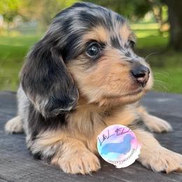 Black and Cream Dapple Girl - Dapple female Dachshund puppy in Houston, Texas from L&L 4D Dancer’s Dachshunds
