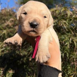 Burgundy - Light golden female Golden Retriever puppy in Harrisburg, North Carolina from Bunn Ranch Goldens & Bernese