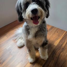 Deuce - Bernedoodle