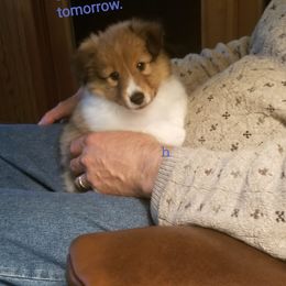Shetland Sheepdog Puppies from Sheltiepal