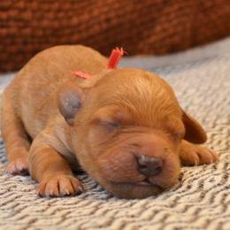 Goldendoodle Puppies from Cozy Cove Goldendoodles