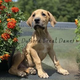 Lincoln - Fawn Great Dane puppy in Brandon Township, Michigan from DuBord Great Danes