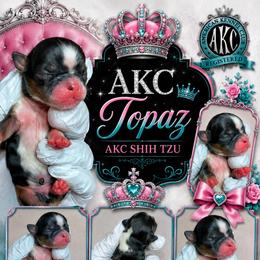Topaz - Black gold and white male Shih Tzu puppy in Houston, Texas from Pretty Paws Shih Tzu's