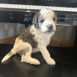 Aspen - female Golden Mountain Doodle puppy in Powell, Wyoming from Doodles of Joy